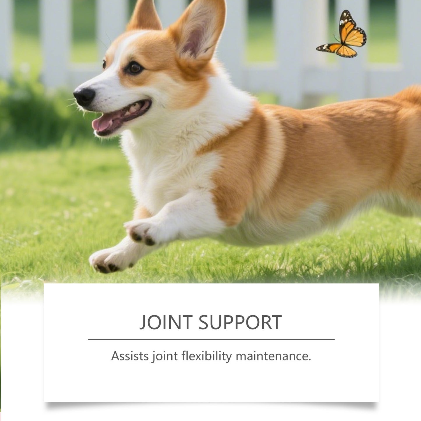 Dog Turmeric Supplement Soft Granules